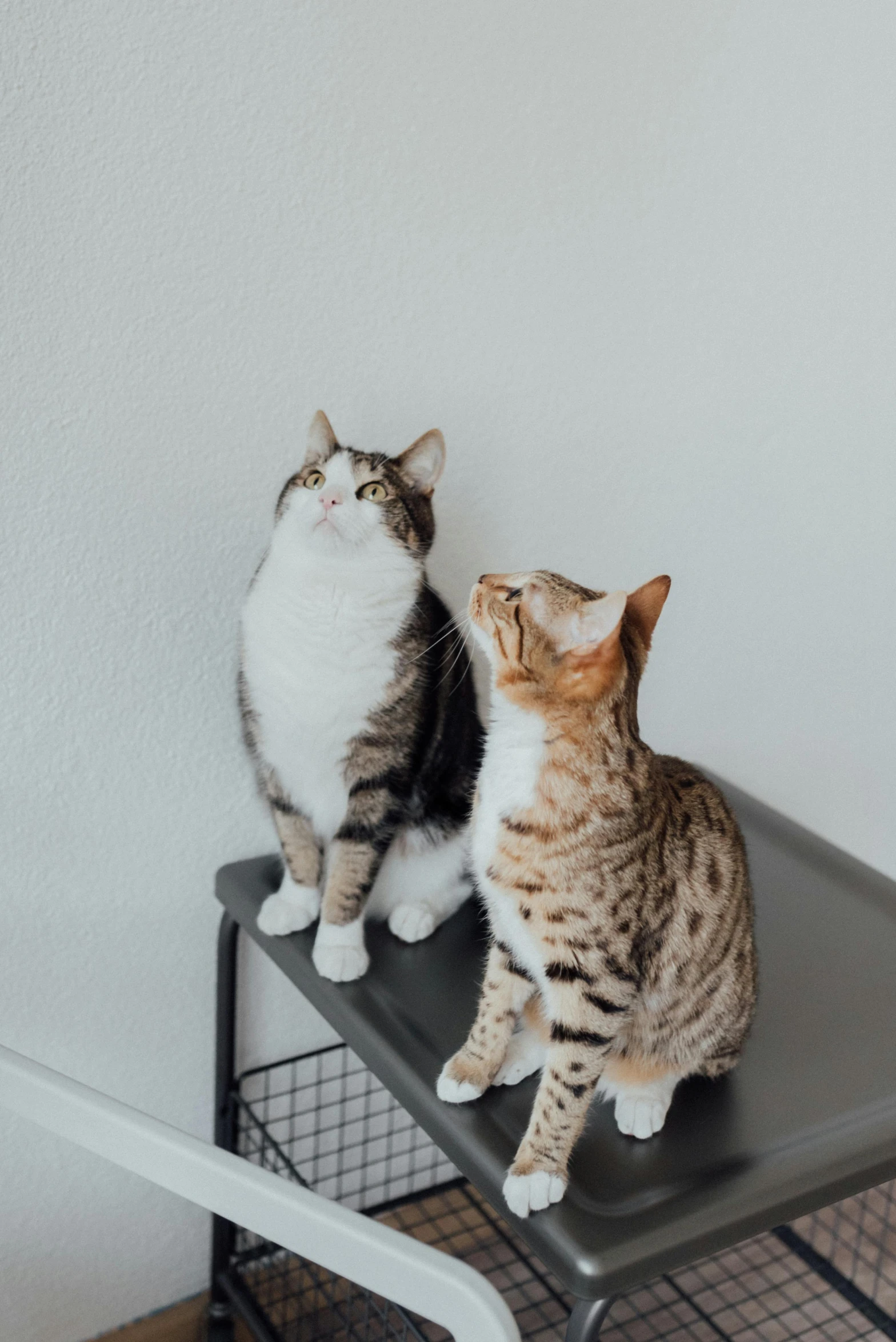 a couple of cats sitting on top of a table, trending on unsplash, minimalism, standing on a shelf, looking up, thoughtful pose, commercially ready