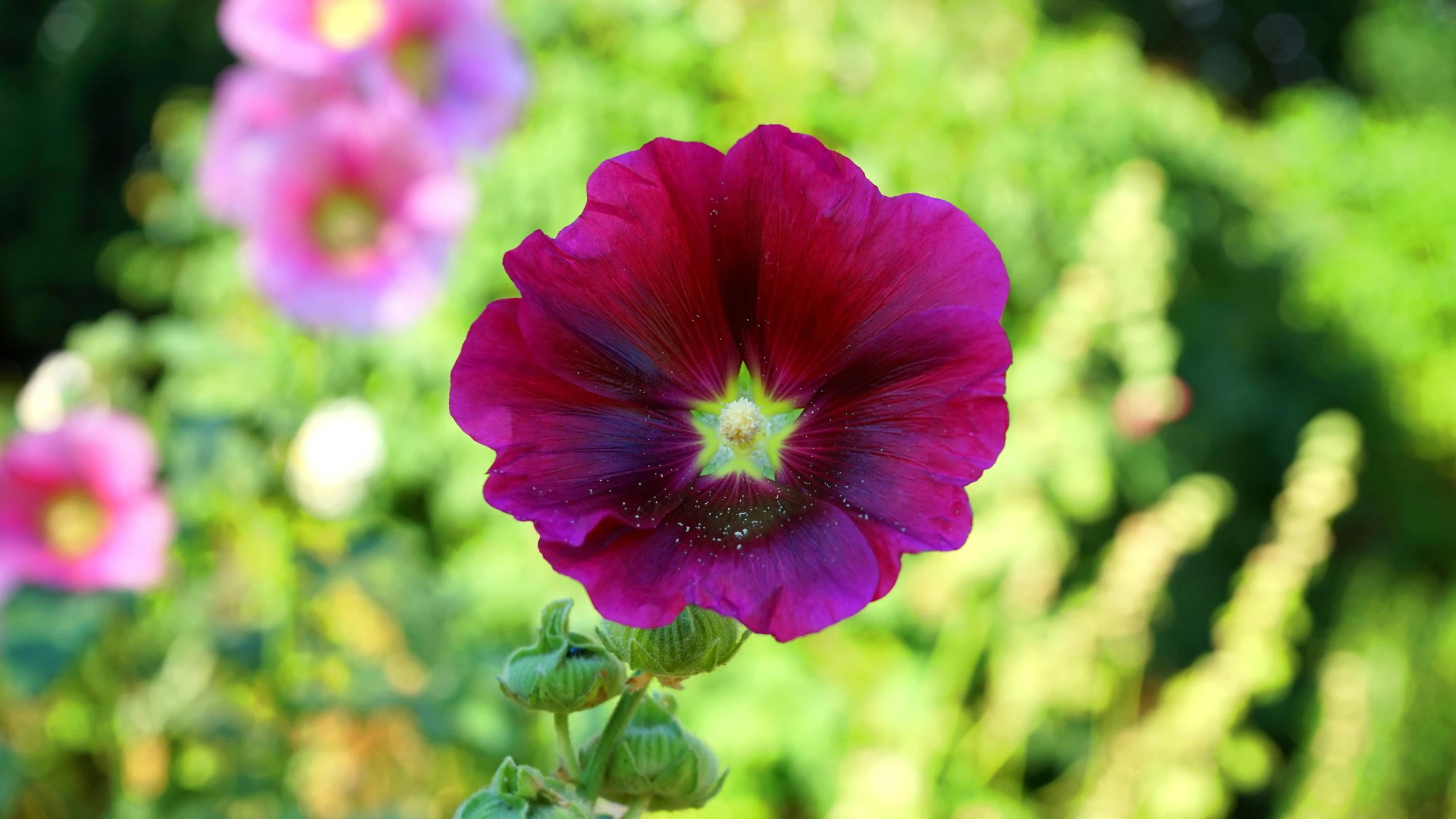 a close up of a flower in a field, purple and scarlet colours, magnificent oval face, picton blue, gushy gills and blush