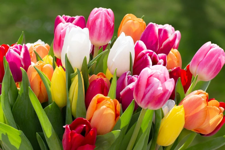 a vase filled with lots of colorful tulips, cottagecore flower garden, highly polished, fan favorite, stems