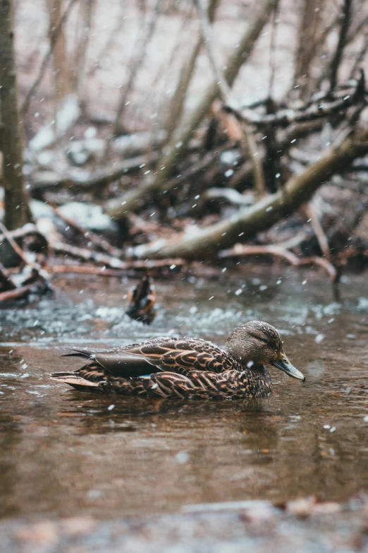 a duck that is sitting in some water, unsplash contest winner, process art, snowing in the forest, vsco film grain, female floating, travel