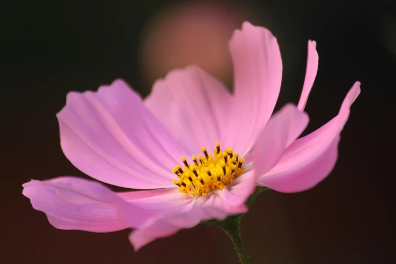 a close up of a pink flower with a blurry background, unsplash, cosmos, medium format, illuminated, various posed