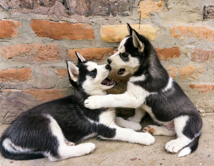two dogs playing with each other in front of a brick wall, a picture, by Julia Pishtar, shutterstock, siberian husky, puppies, covered in, scientific photo