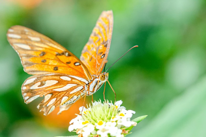 a close up of a butterfly on a flower, pexels contest winner, figuration libre, orange and white, shallow depth of field hdr 8 k, rectangle, instagram post