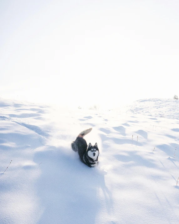 a black and white dog laying in the snow, pexels contest winner, running freely, reykjavik, gif, husky