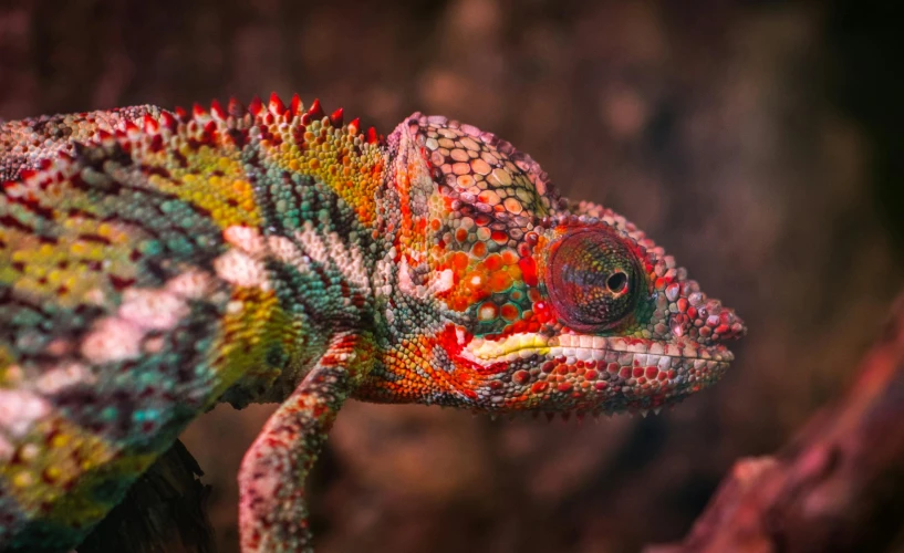 a colorful chamelon sitting on top of a tree branch, by Adam Marczyński, pexels contest winner, photorealism, colorful with red hues, madagascar, frontal close up, front profile shot