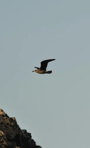 a bird that is flying in the sky, perched on a rock