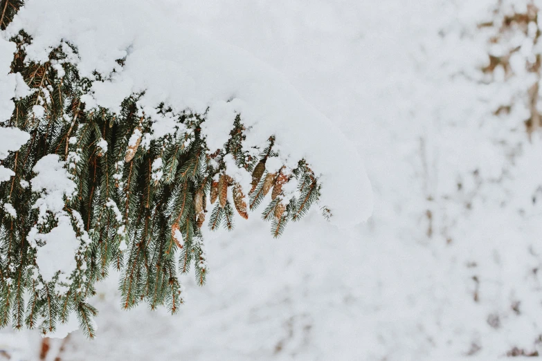 a close up of a tree covered in snow, by Jaakko Mattila, trending on unsplash, background image, evergreen, thumbnail, wyoming