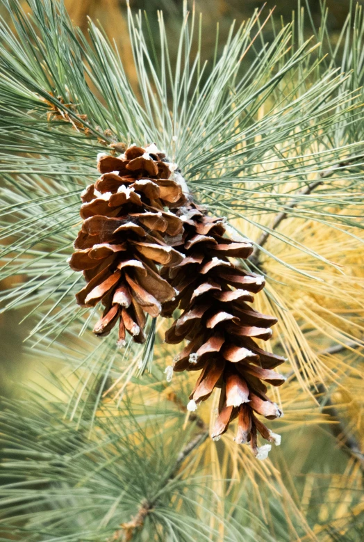 a close up of a pine cone on a tree