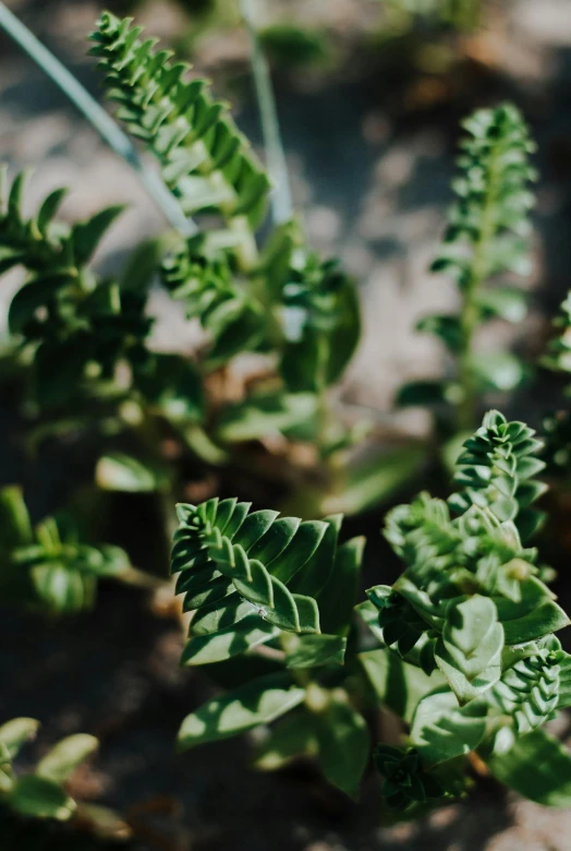 a close up of a plant with green leaves, by Jessie Algie, unsplash, terraced, straight camera view, loosely cropped, with soft bushes