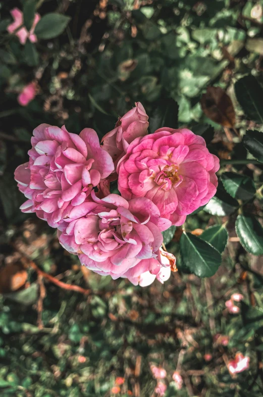 a couple of pink flowers sitting on top of a lush green field, inspired by Elsa Bleda, unsplash, laying on roses, high angle close up shot, battered, outdoor photo