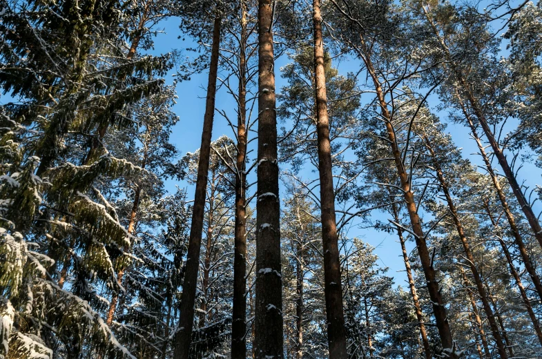 a forest filled with lots of trees covered in snow, a portrait, by Jacob Kainen, unsplash, hurufiyya, tall pine trees, ((trees)), tall thin build, 3/4 view from below