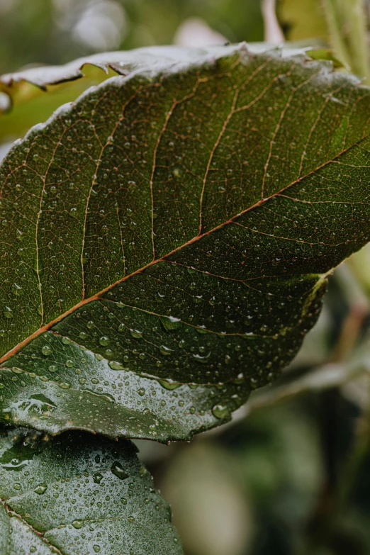 a close up of a leaf with water droplets on it, by Jan Rustem, trending on unsplash, nothofagus, magnolia big leaves and stems, rain sensor, brown