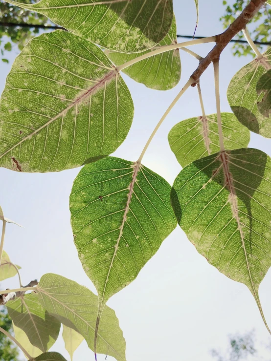 a bunch of green leaves hanging from a tree, spores floating in the air, detailed product image, solarised, fig leaves
