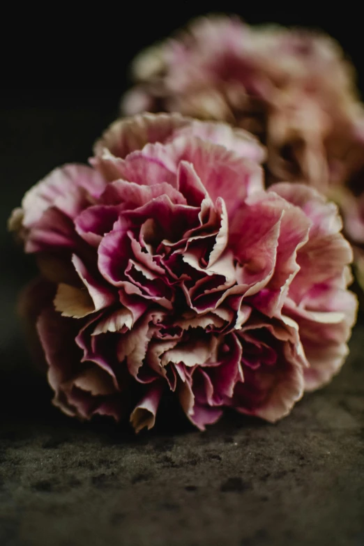 a bunch of pink flowers sitting on top of a table, pexels, baroque, giant carnation flower head, muted brown, dark and intricate photograph, dynamic closeup