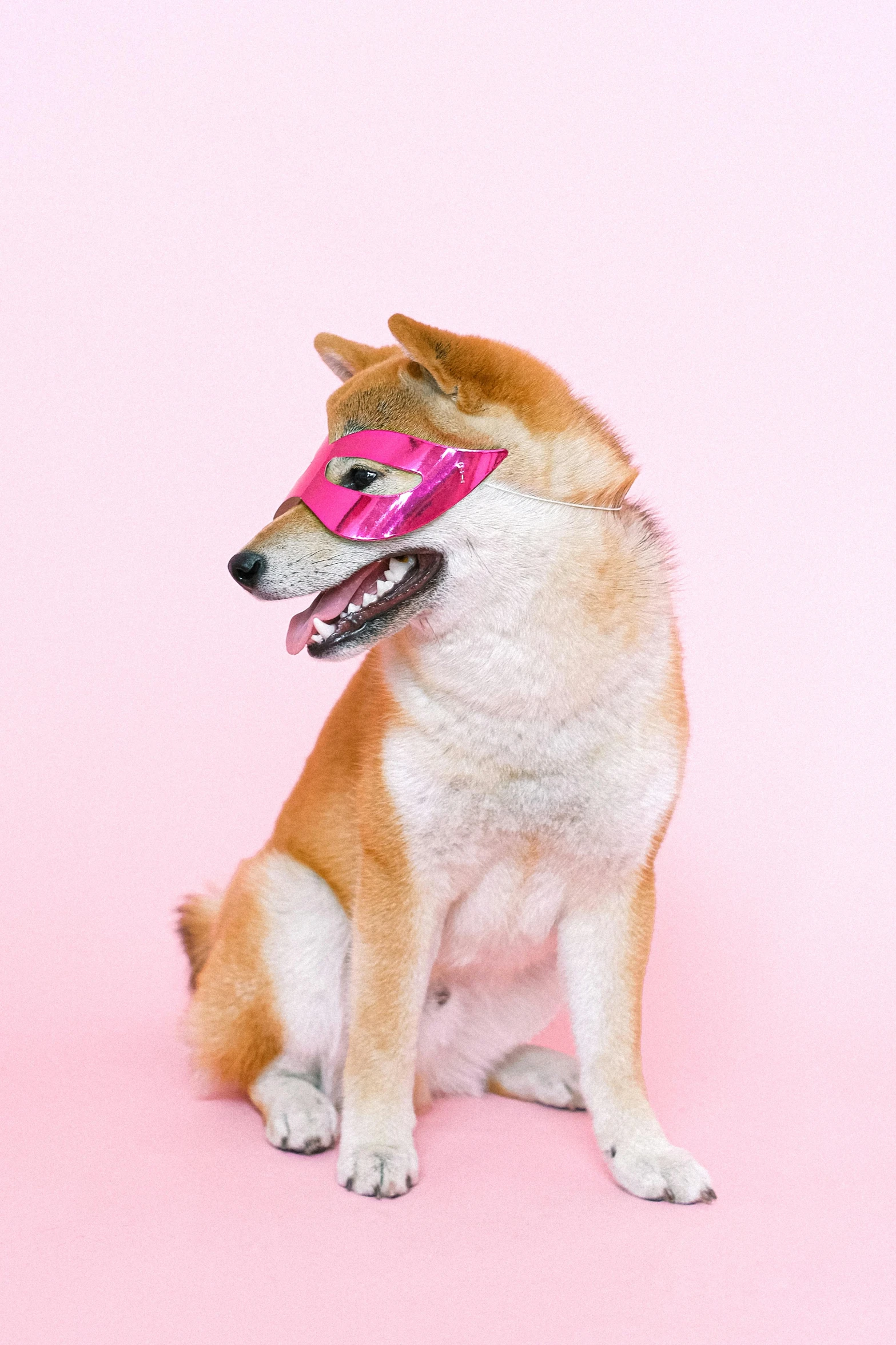 a brown and white dog wearing a pink mask, an album cover, inspired by Shiba Kōkan, trending on pexels, superhero, boke, supermodel, on a pale background