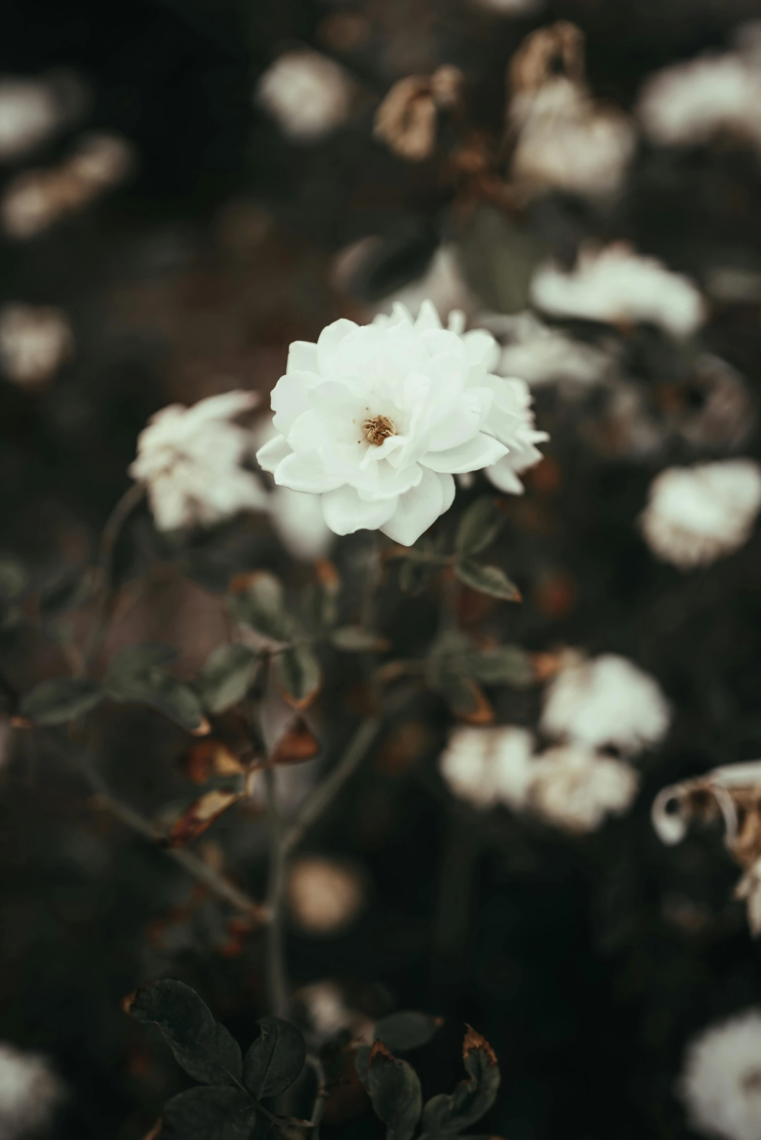a white flower in the middle of a field, inspired by Elsa Bleda, trending on unsplash, dark. no text, roses, porcelain skin ”
