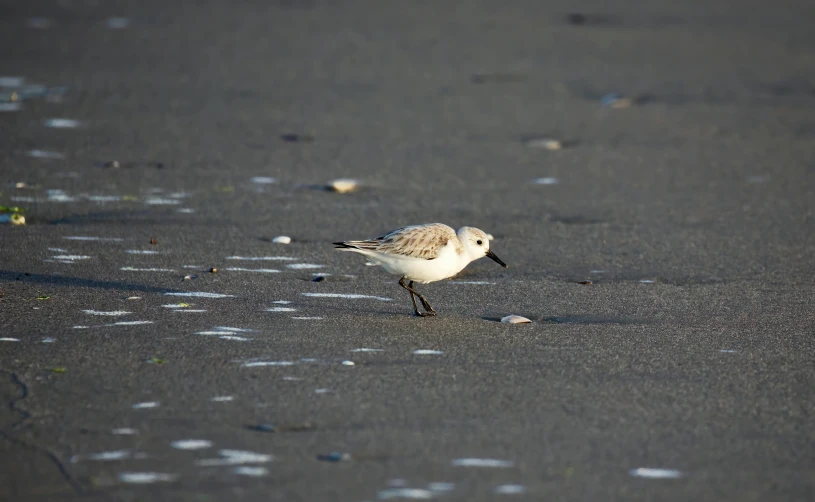 a small white bird standing on top of a sandy beach, at a beach