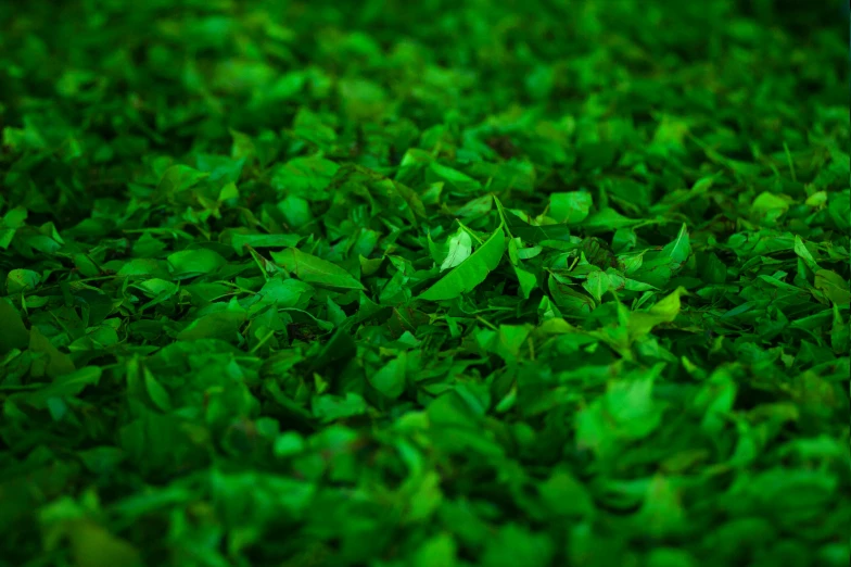 a close up of a bunch of green leaves, a digital rendering, by Adam Marczyński, unsplash, background: assam tea garden, ground detailed, avatar image