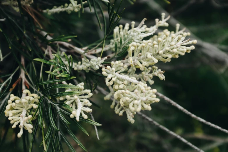 a close up of some white flowers on a tree, by Elizabeth Durack, trending on unsplash, hurufiyya, with matsu pine trees, plant specimens, silver，ivory, food