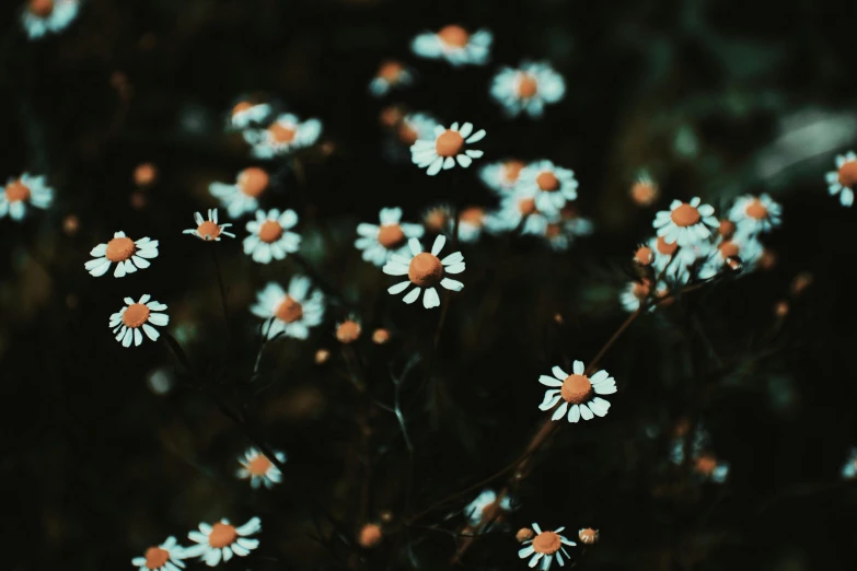 a bunch of white flowers with orange centers, an album cover, inspired by Elsa Bleda, trending on unsplash, aestheticism, chamomile, night photo, hq 4k phone wallpaper, medium format. soft light