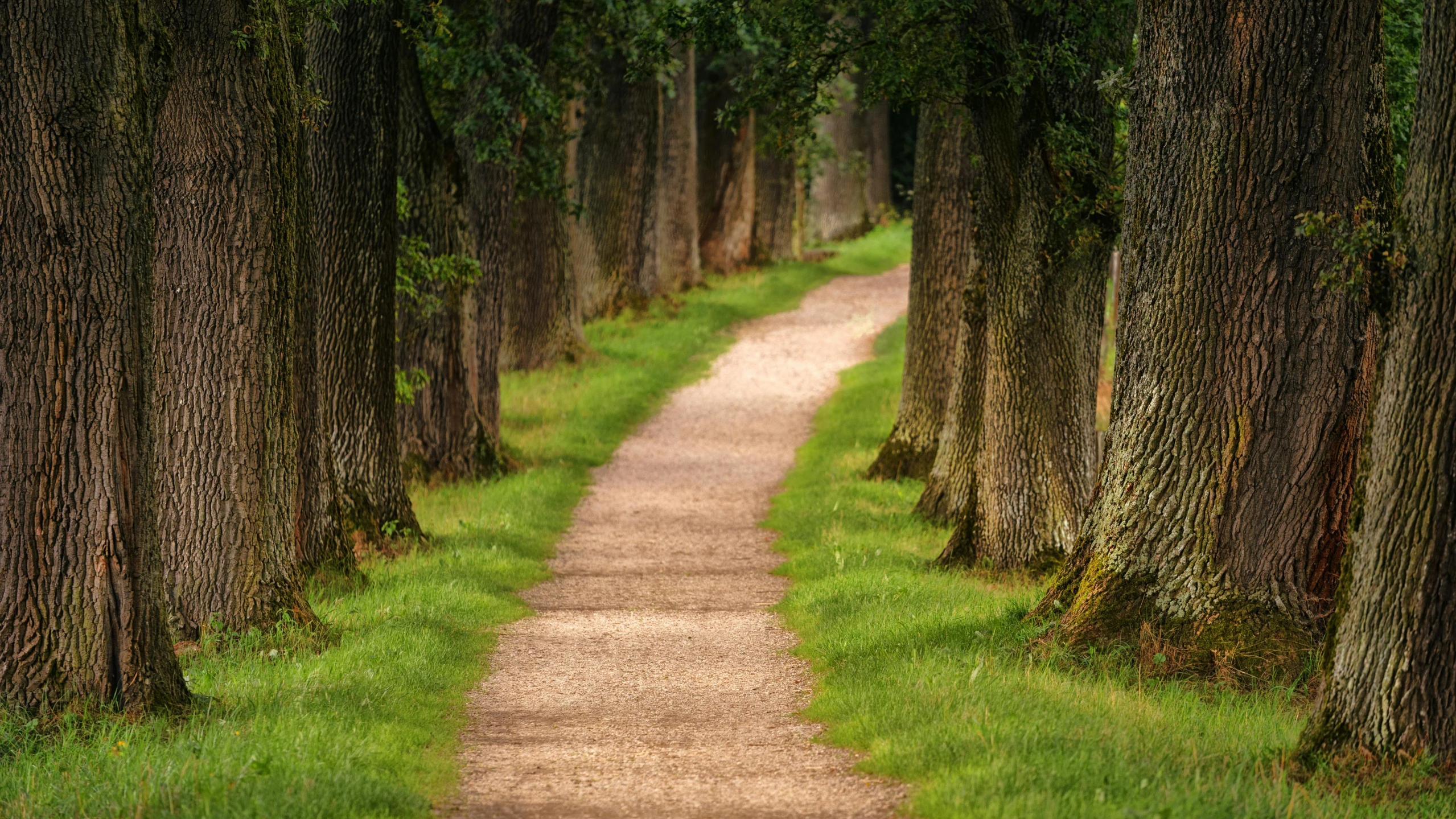 a dirt path between two rows of trees, pexels, realism, wide greenways, tradition, paul barson, compassionate