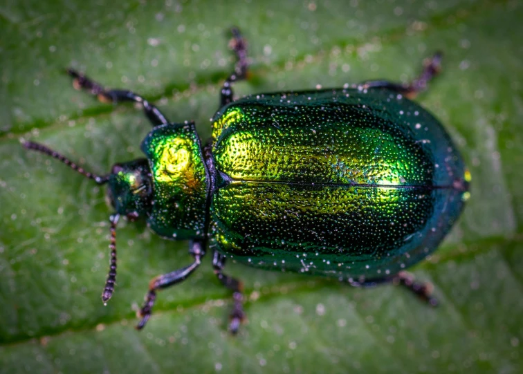 a green beetle sitting on top of a leaf, pexels contest winner, glossy flecks of iridescence, birdseye view, avatar image, digital image