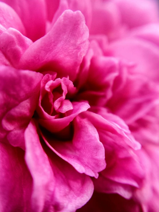 a close up view of a pink flower, a macro photograph, unsplash, kirsty mitchell, ((pink)), detail shot, made of silk paper