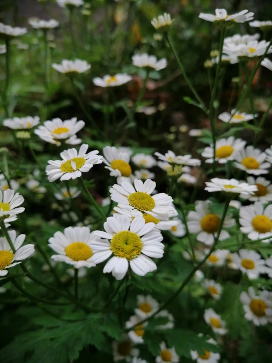 a bunch of white flowers with yellow centers, in a cottagecore flower garden, photo on iphone, with a cool pose, hyperdetailed!