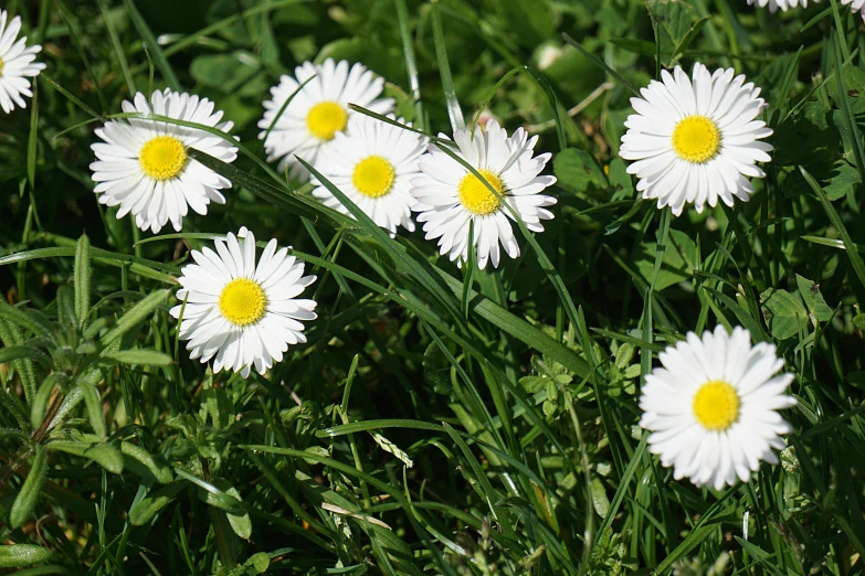 a group of white flowers sitting on top of a lush green field, in the sun, holding daisy, wikimedia commons, instagram picture