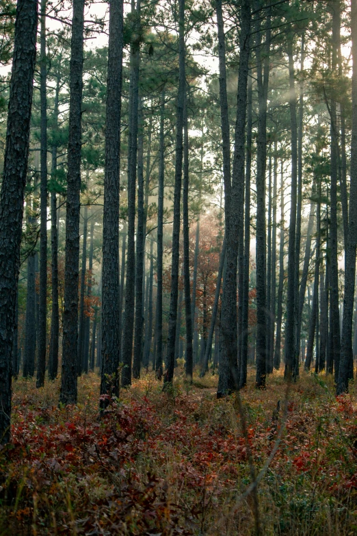 a forest filled with lots of tall trees, alabama, ((trees)), atmospheric cool colorgrade, november