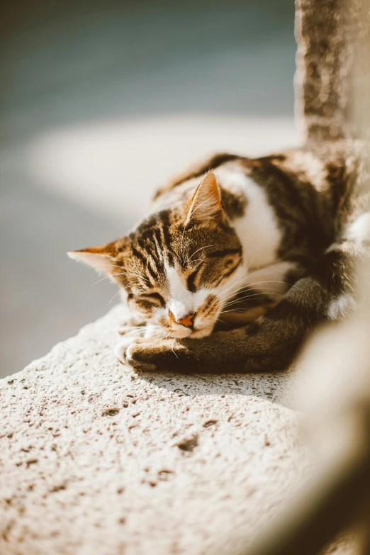 a cat that is laying down on a ledge, trending on unsplash, sun dappled, very sleepy and shy, high angle shot, very comfy]