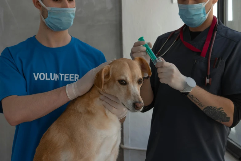 a dog being vaccinated by a vet, a friend in need, inspect in inventory image, relief, teaser
