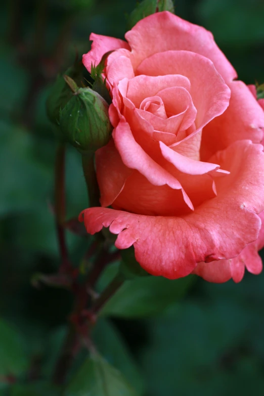 a pink rose with green leaves in the background, vibrant but dreary orange, slide show, paul barson, flowering vines