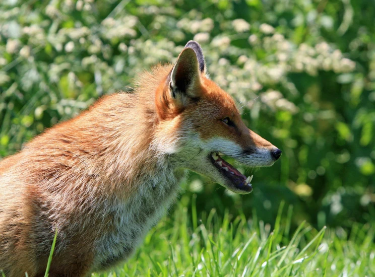 a fox standing on top of a lush green field, in the sun, upclose, grimacing, feature