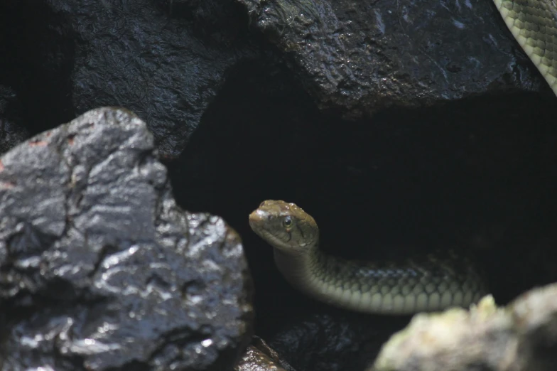 a snake that is sitting in some rocks, an album cover, unsplash, hurufiyya, cave exploration, small mouth, ignant, immature