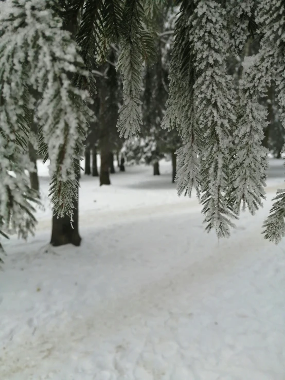 a group of pine trees covered in snow, in a park, up-close, walking down, instagram picture