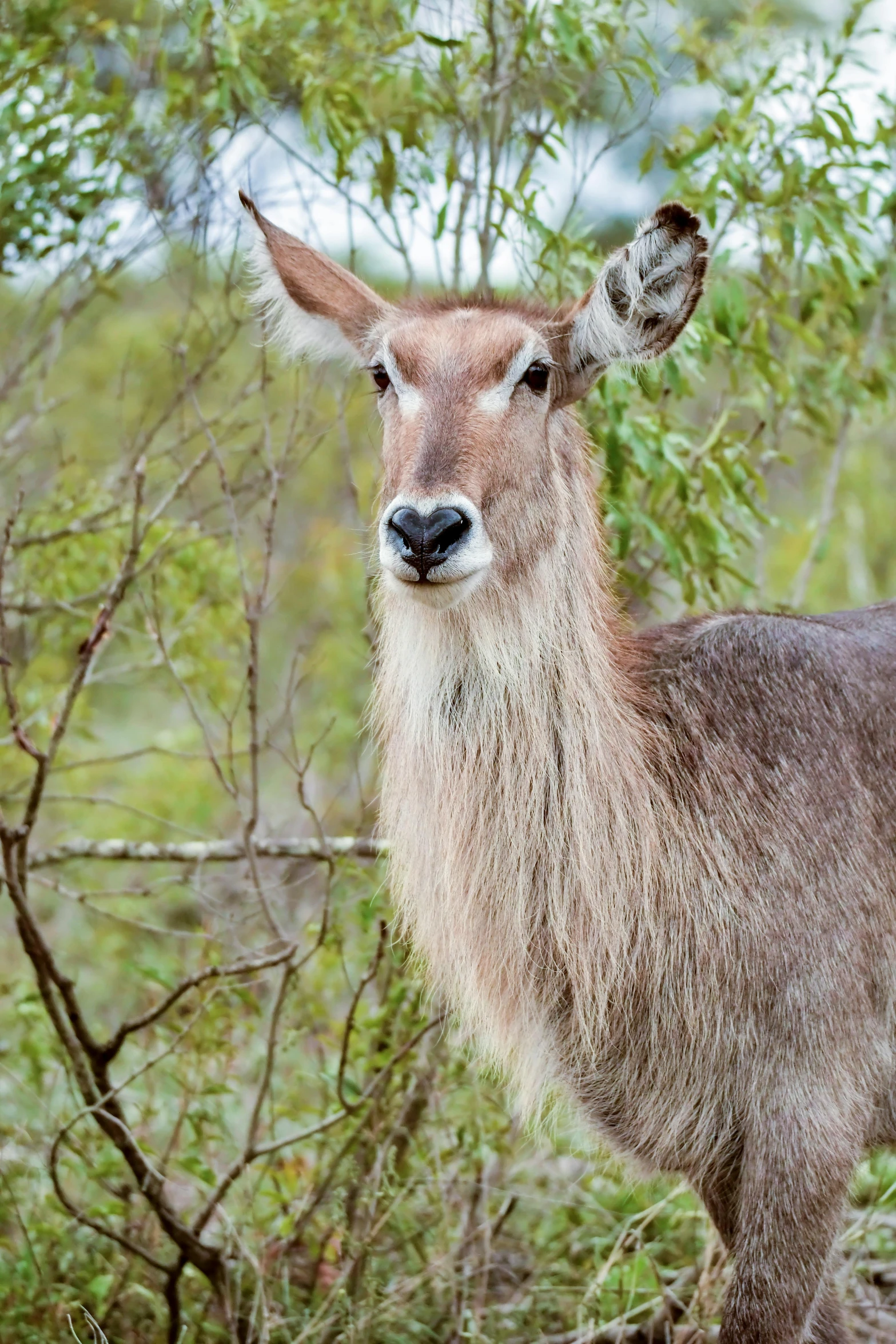 a deer that is standing in the grass, a portrait, trending on pexels, hurufiyya, madagascar, multiple stories, grey, australian