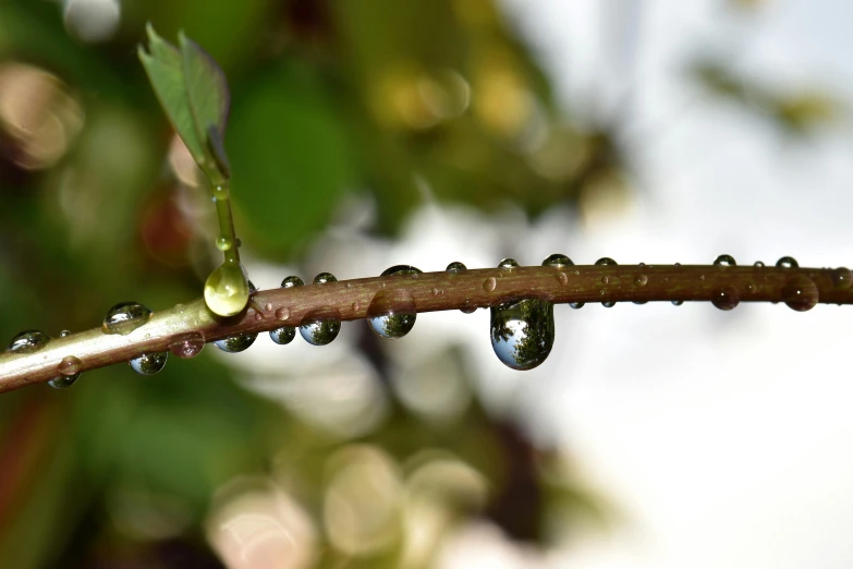 a branch with drops of water on it, by Jan Rustem, unsplash, photorealism, high quality photo, reflects