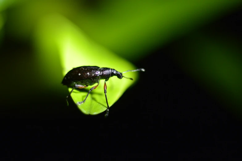 a black bug sitting on top of a green leaf, by Matthias Weischer, unsplash, hurufiyya, firefly forest at night, glowing from inside, giraffe weevil, led