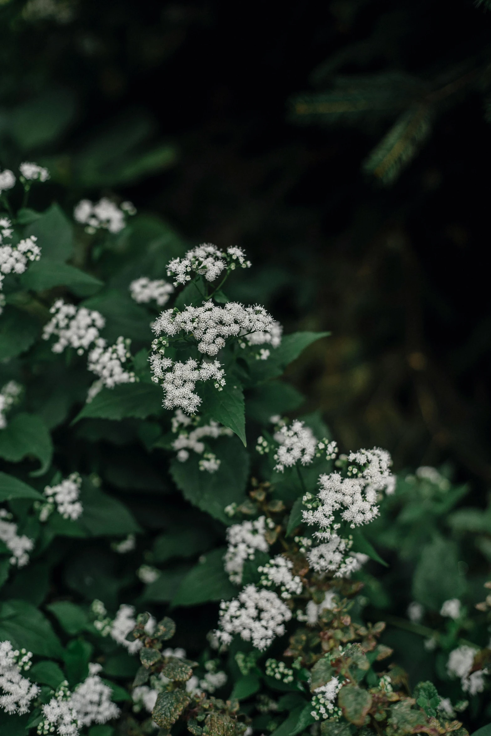 a bunch of white flowers sitting on top of a lush green field, inspired by Elsa Bleda, unsplash, overgrown ivy plants, teal aesthetic, dark, verbena