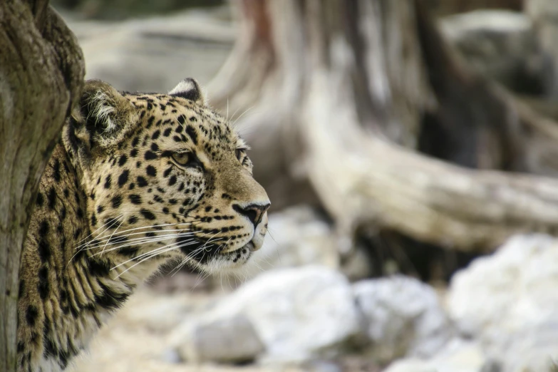 a close up of a leopard near a tree, unsplash, sumatraism, fan favorite, 4 k smooth, maus in forest, distant photo