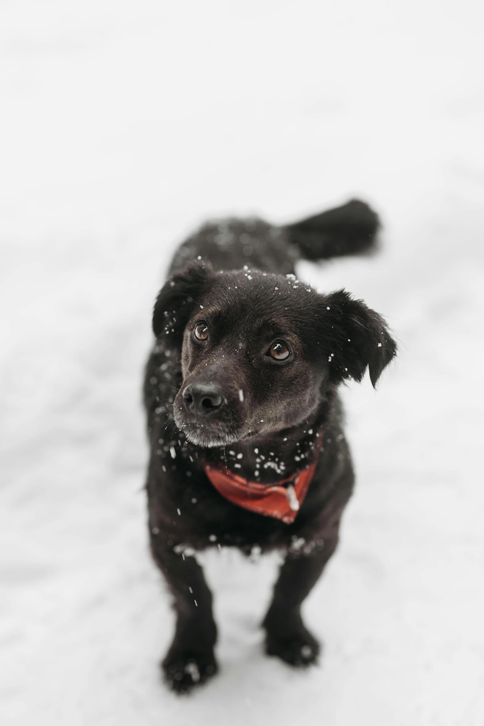 a black dog with a red collar standing in the snow, pexels contest winner, bandana, wide eyed, gif, mix