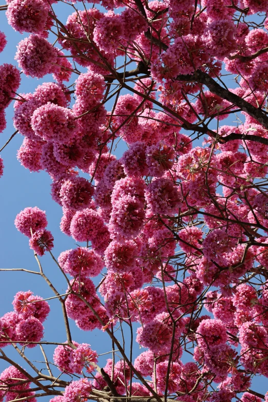 a tree with pink flowers against a blue sky, striking colour, many thick dark knotted branches, eucalyptus, sakura bloomimg
