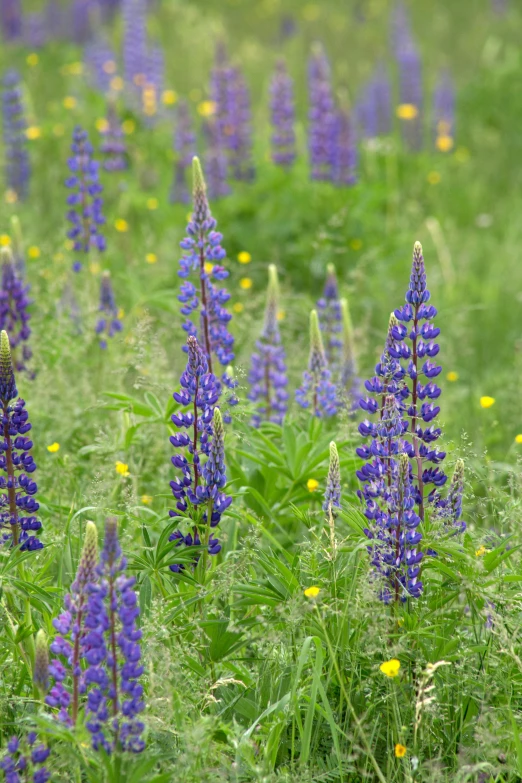 a field full of purple and yellow flowers, mediumslateblue flowers, large tall, ballard, pod