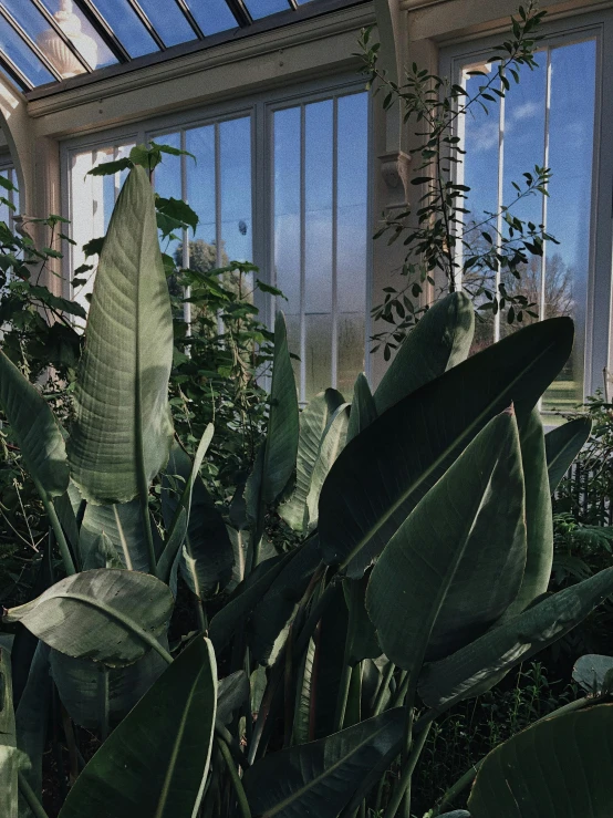 a greenhouse filled with lots of green plants, unsplash contest winner, photorealism, magnolia big leaves and stems, trending on vsco, ((greenish blue tones)), from inside the giant palace