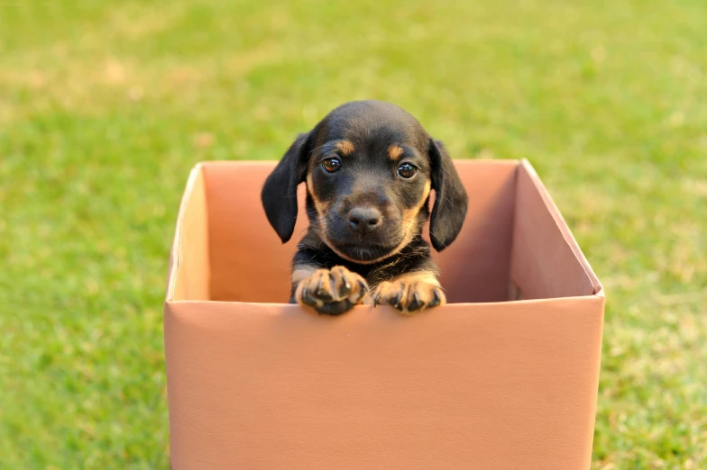 a dog that is sitting in a box, by Niko Henrichon, shutterstock contest winner, square, puppy, black, weenie