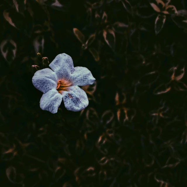 a blue flower sitting on top of a lush green field, a macro photograph, by Elsa Bleda, unsplash, lurking in the darkness, white and purple, a high angle shot, withered