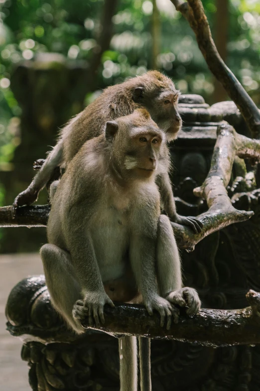 a couple of monkeys sitting on top of a tree branch, by Jan Tengnagel, trending on unsplash, sumatraism, sitting on an royal throne, on a jungle forest train track, on a marble pedestal, full frame image