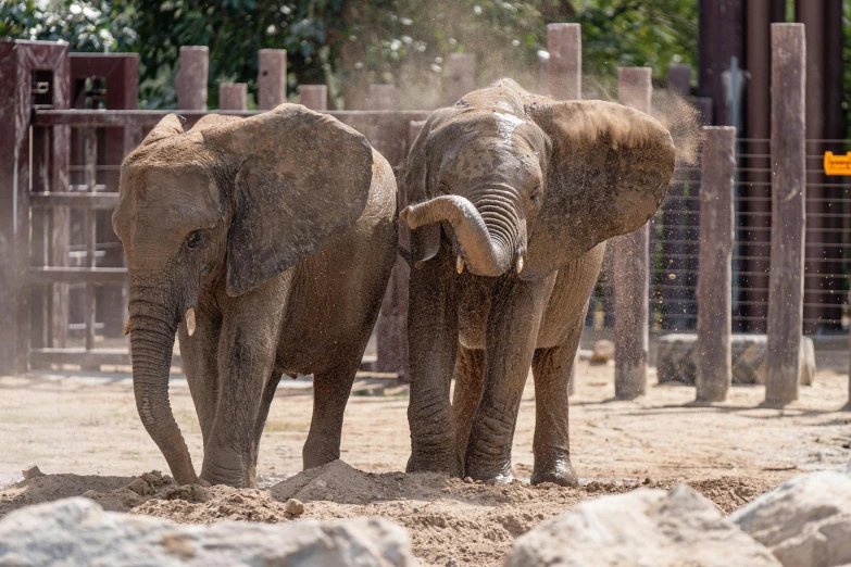 a couple of elephants standing next to each other, pexels contest winner, covered in sand, zoo, california;, brown