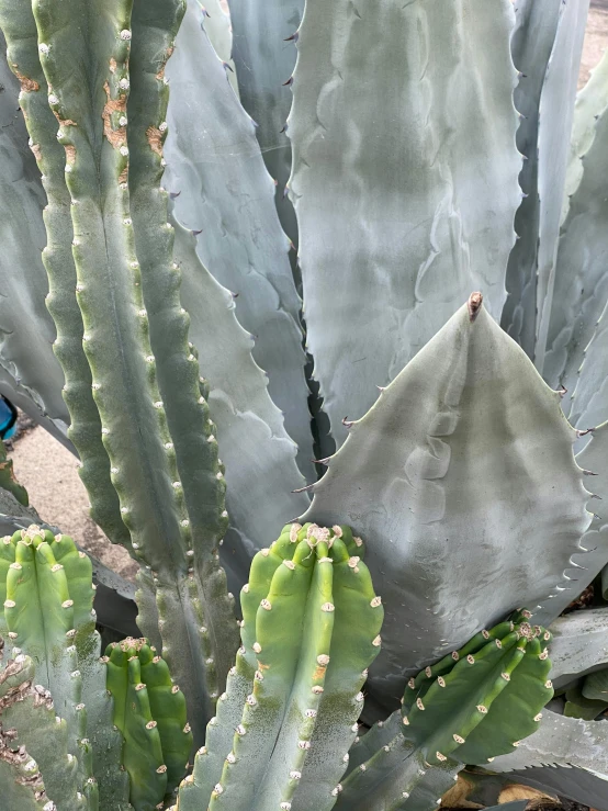 a blue butterfly sitting on top of a cactus plant, by Jessie Algie, solid grey, exterior botanical garden, photo on iphone, dragon fruits